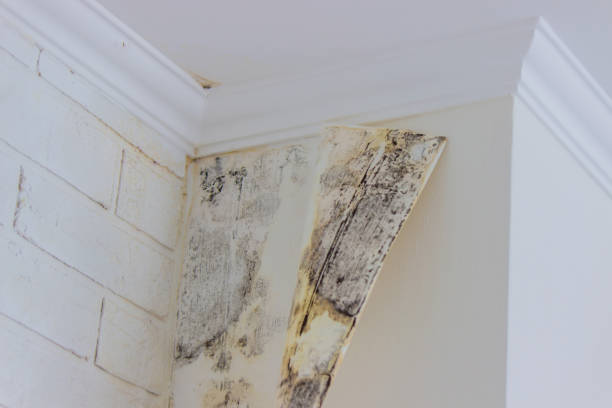 Mold Odor Removal Services